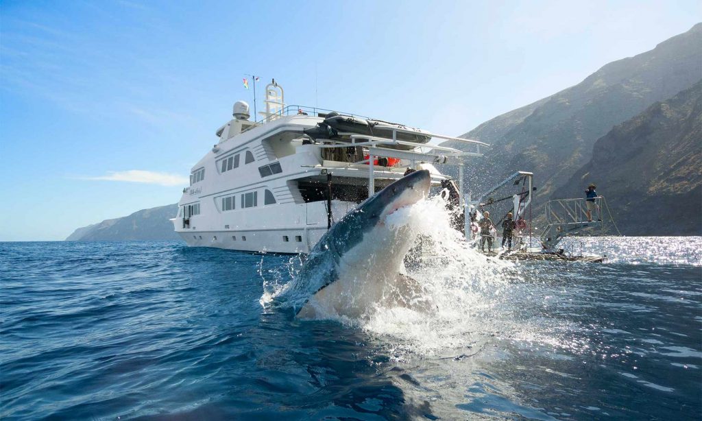 Guadalupe island aboard the Nautilus Belle Amie