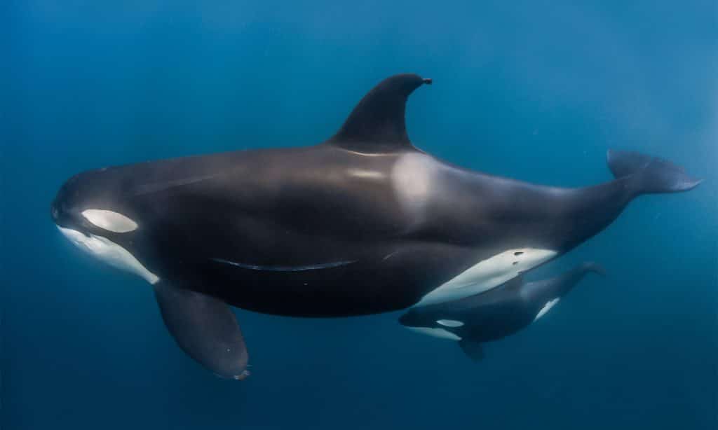 Mobula and Orcas, sea of Cortez