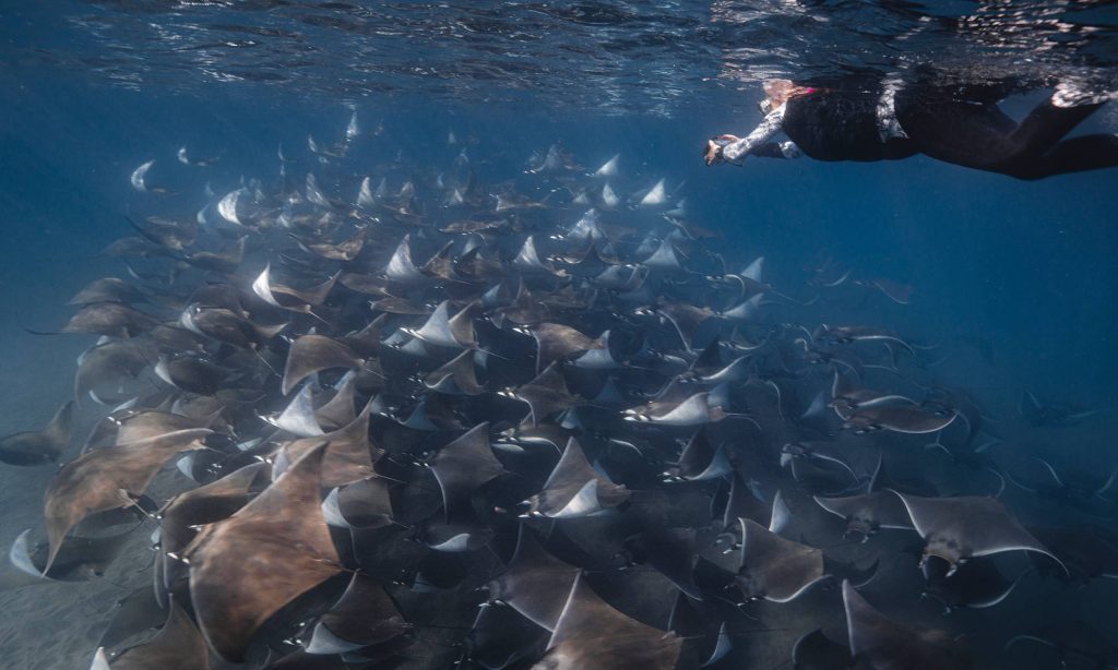 Snorkeling with Mobula school