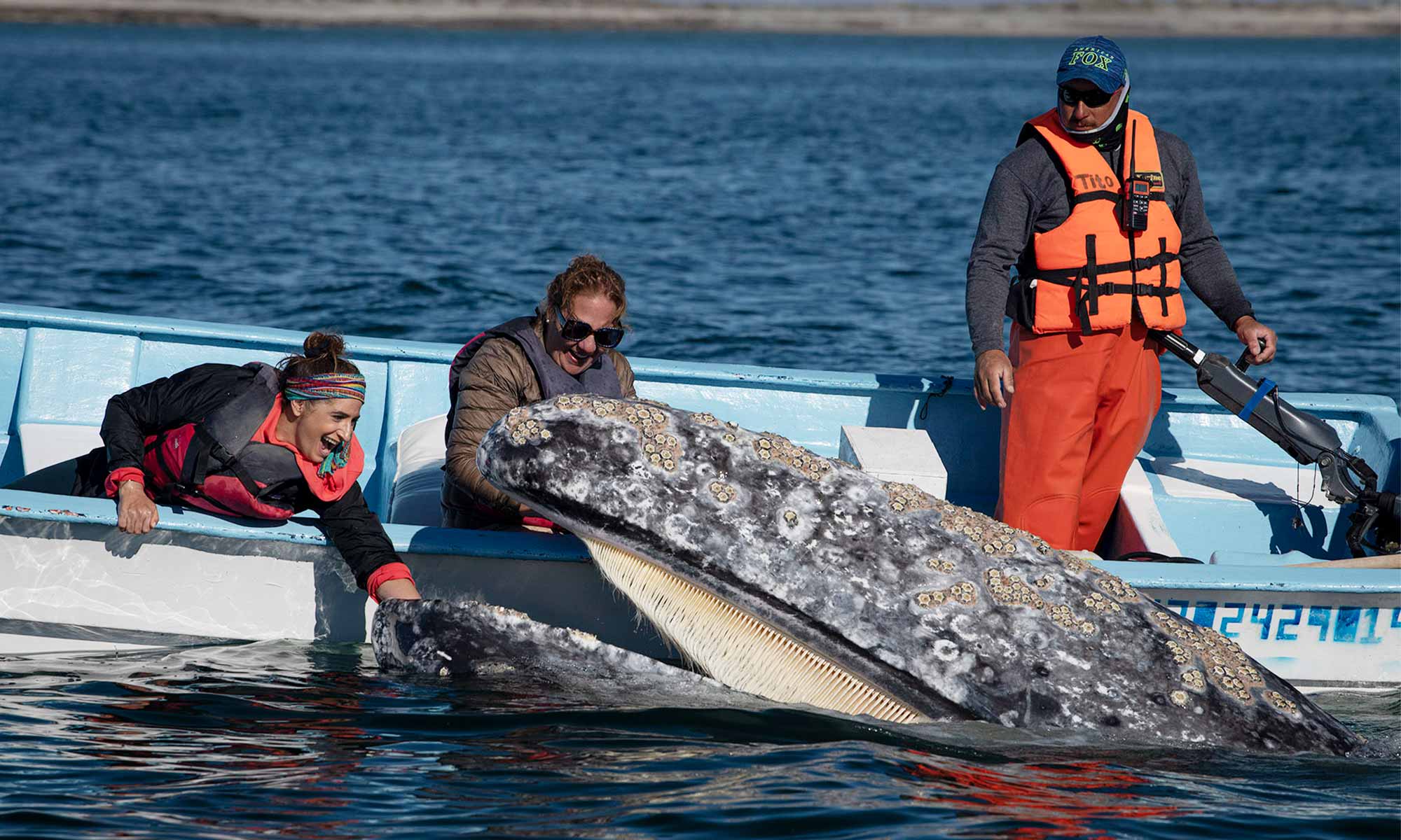 Pet a Gray Whales