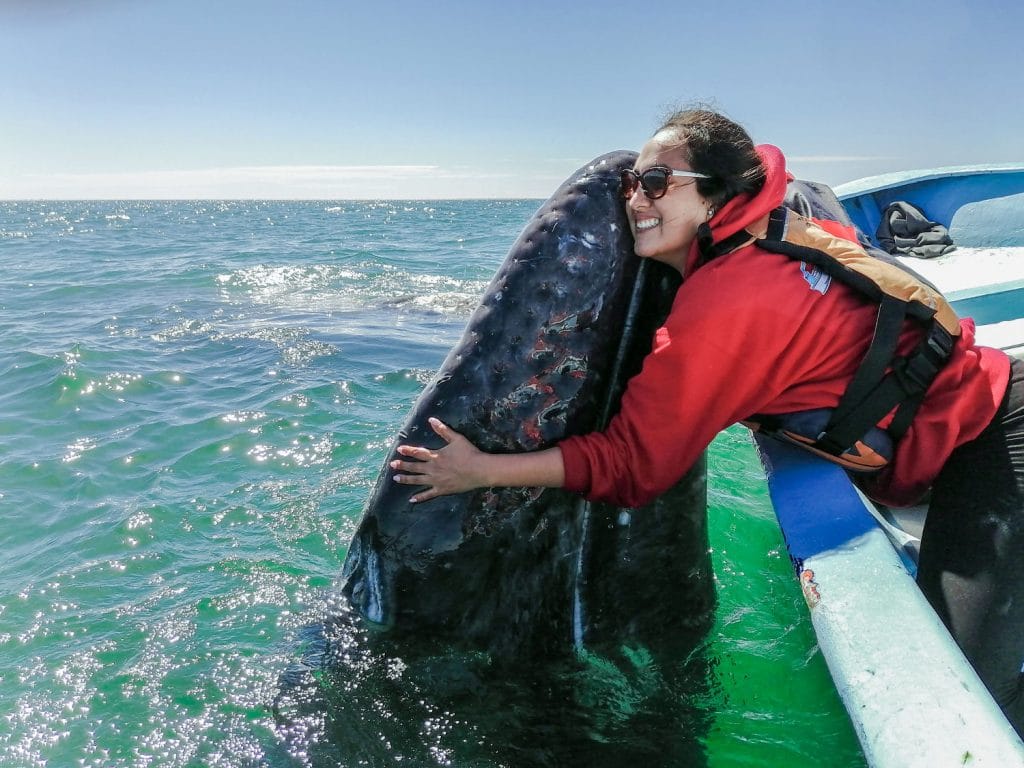 San Ignacio Lagoon, Hugging a Gray Whales