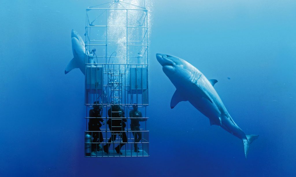 Guadalupe Island great white shark cage diving
