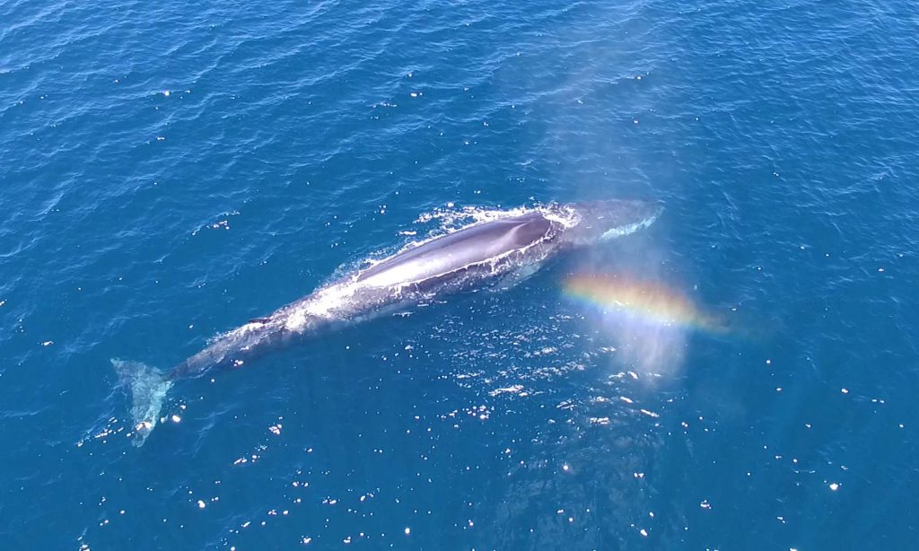 blue whales breaching