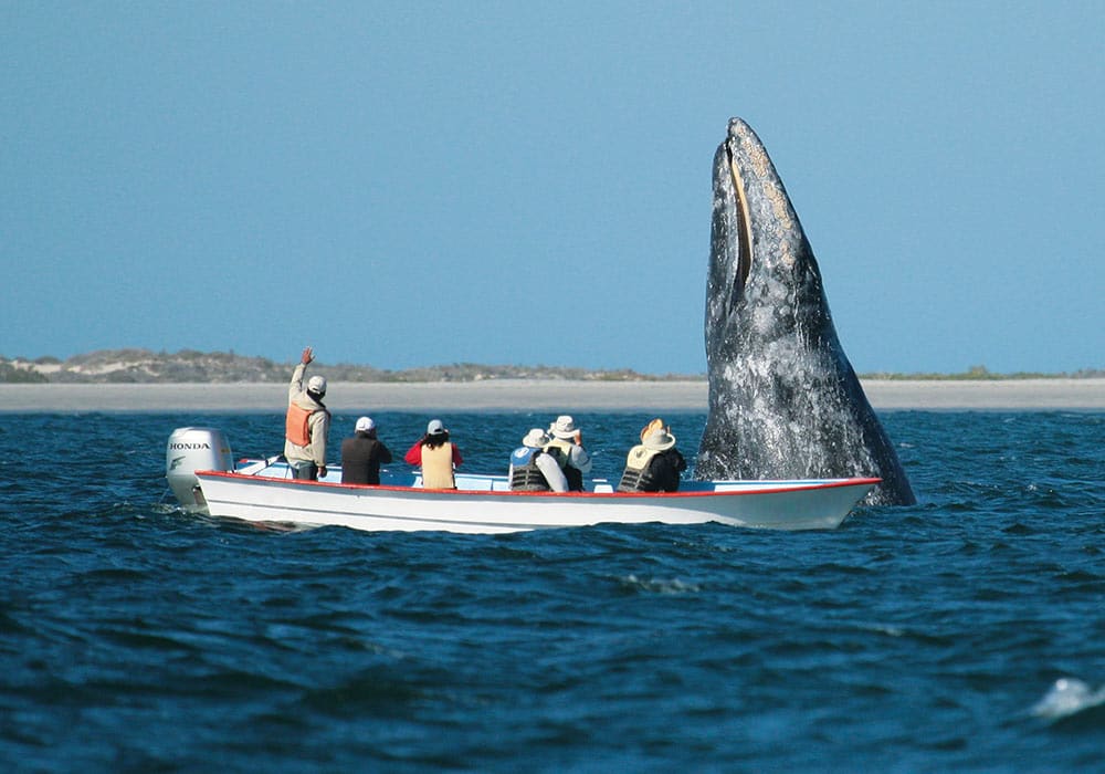 Magdalena Bay, Gray Whale