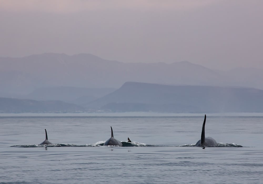 Sea of Cortez, Mobulas & Orcas - © Dany Taylor