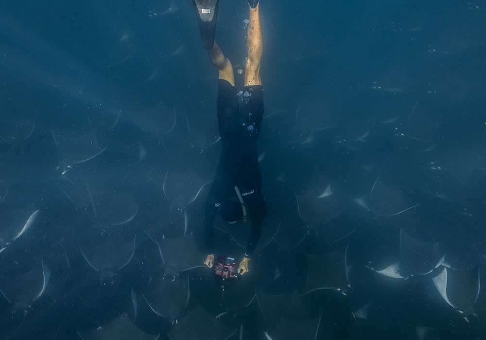 Sea of Cortez, Mobulas & Orcas - © Dany Taylor