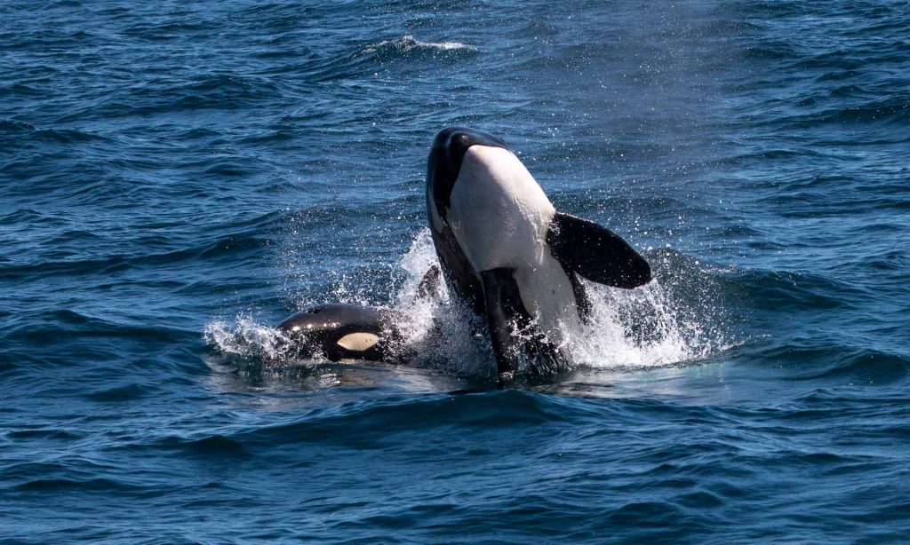 Orcas breaching in the sea of cortez