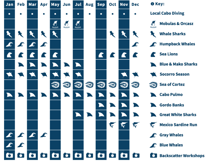 Sea of Cortez wildlife calendar