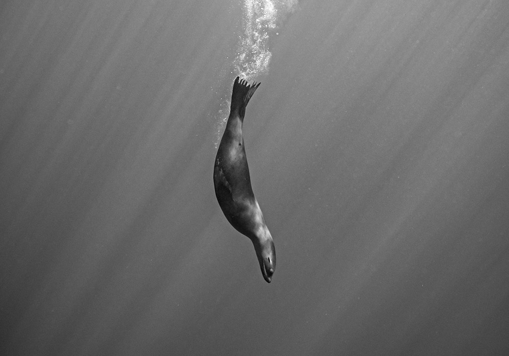 Sea of Cortez, Sea Lion - © Dany Taylor
