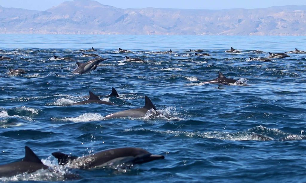 Sea of Cortez - Pod of dolphins