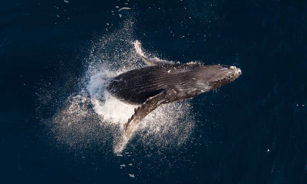 Socorro Island humpback Whale Breaching