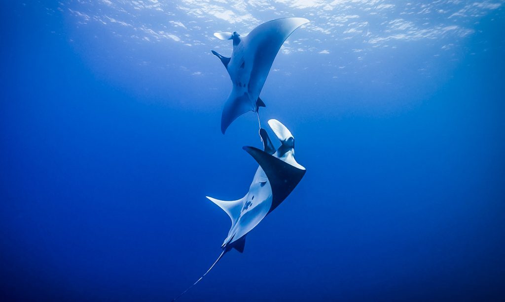 Socorro Island Giant Manta