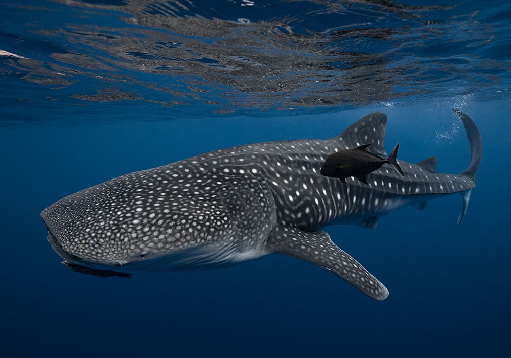 Whale Shark - © David Serradell