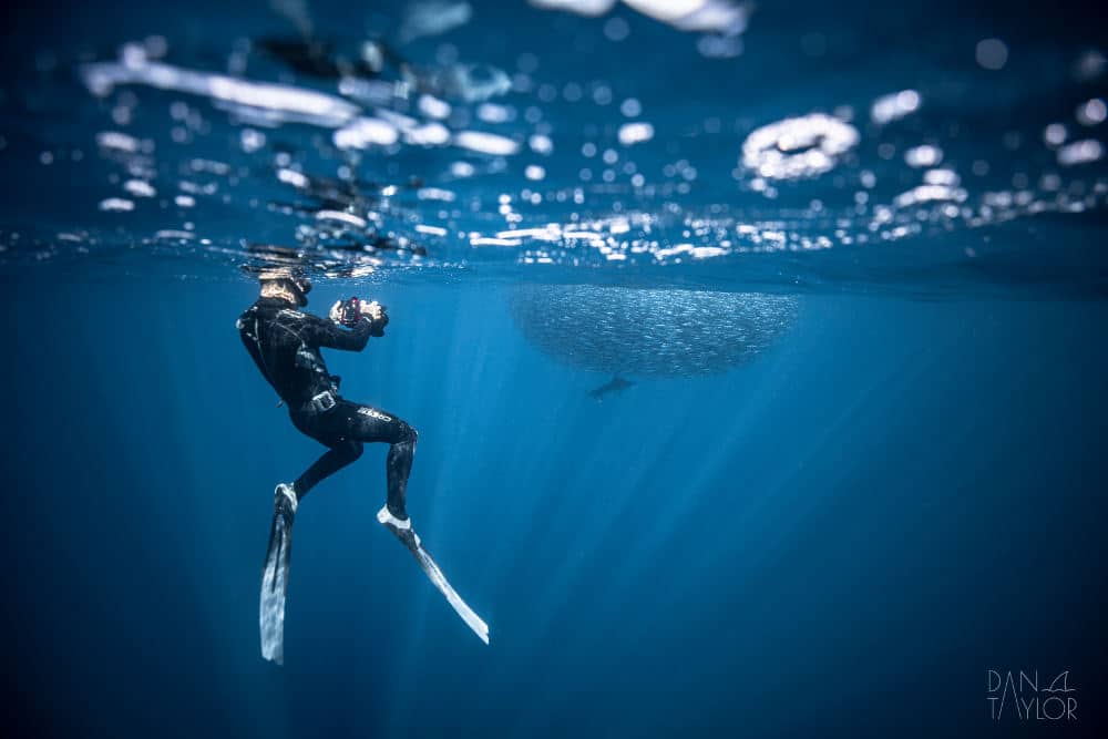 Magdalena Bay freediving with marlins