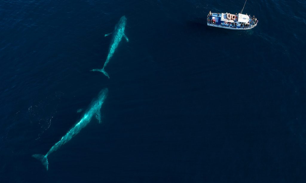 Loreto blue whales aboard a sail boat