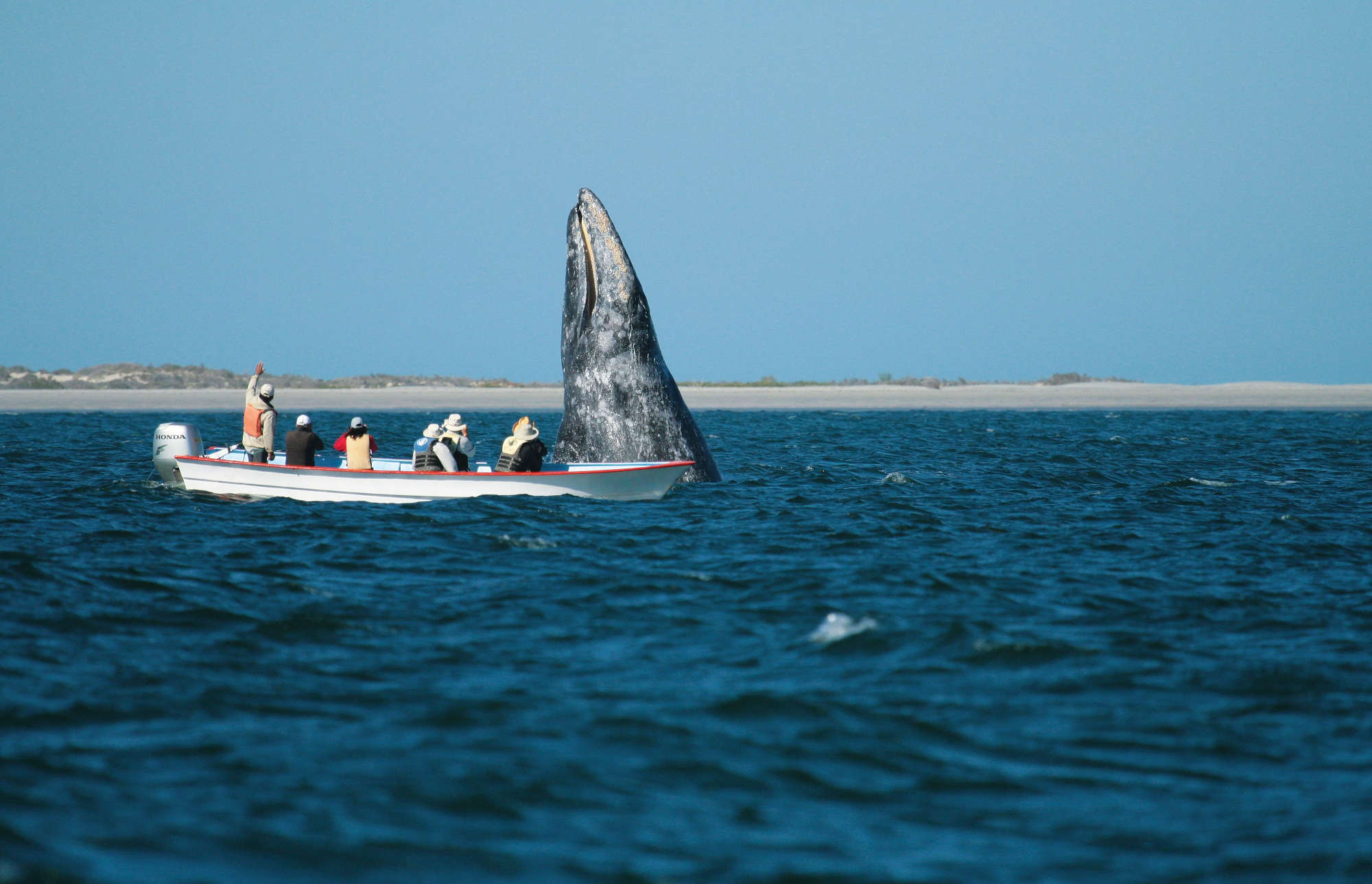 magdalena bay europe tour